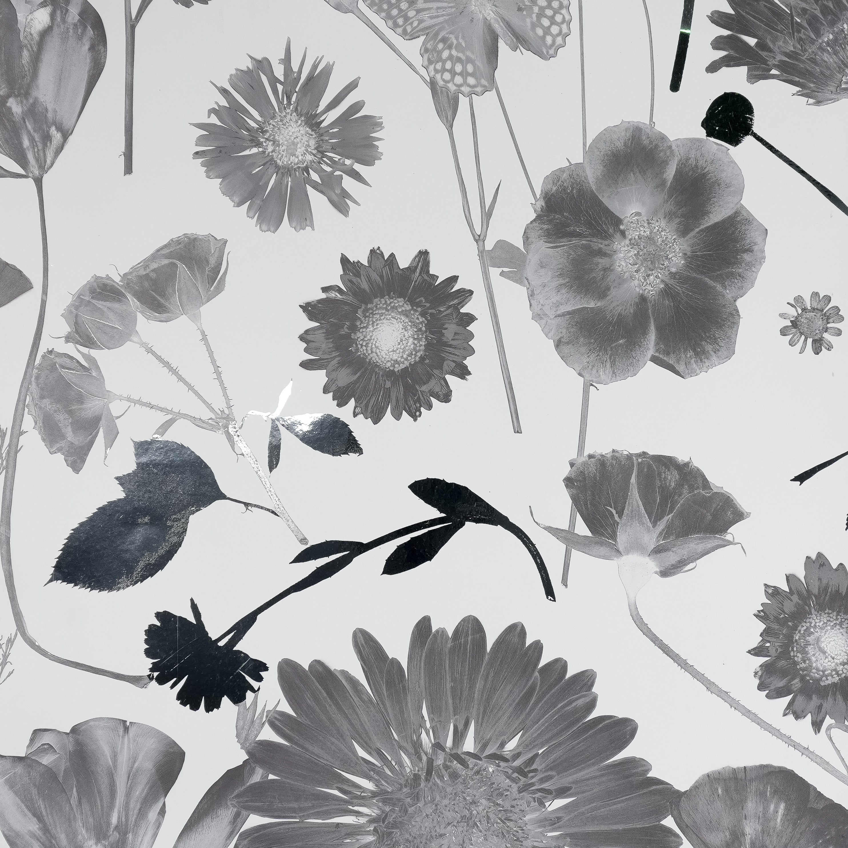 White & Silver Summer Wallpaper