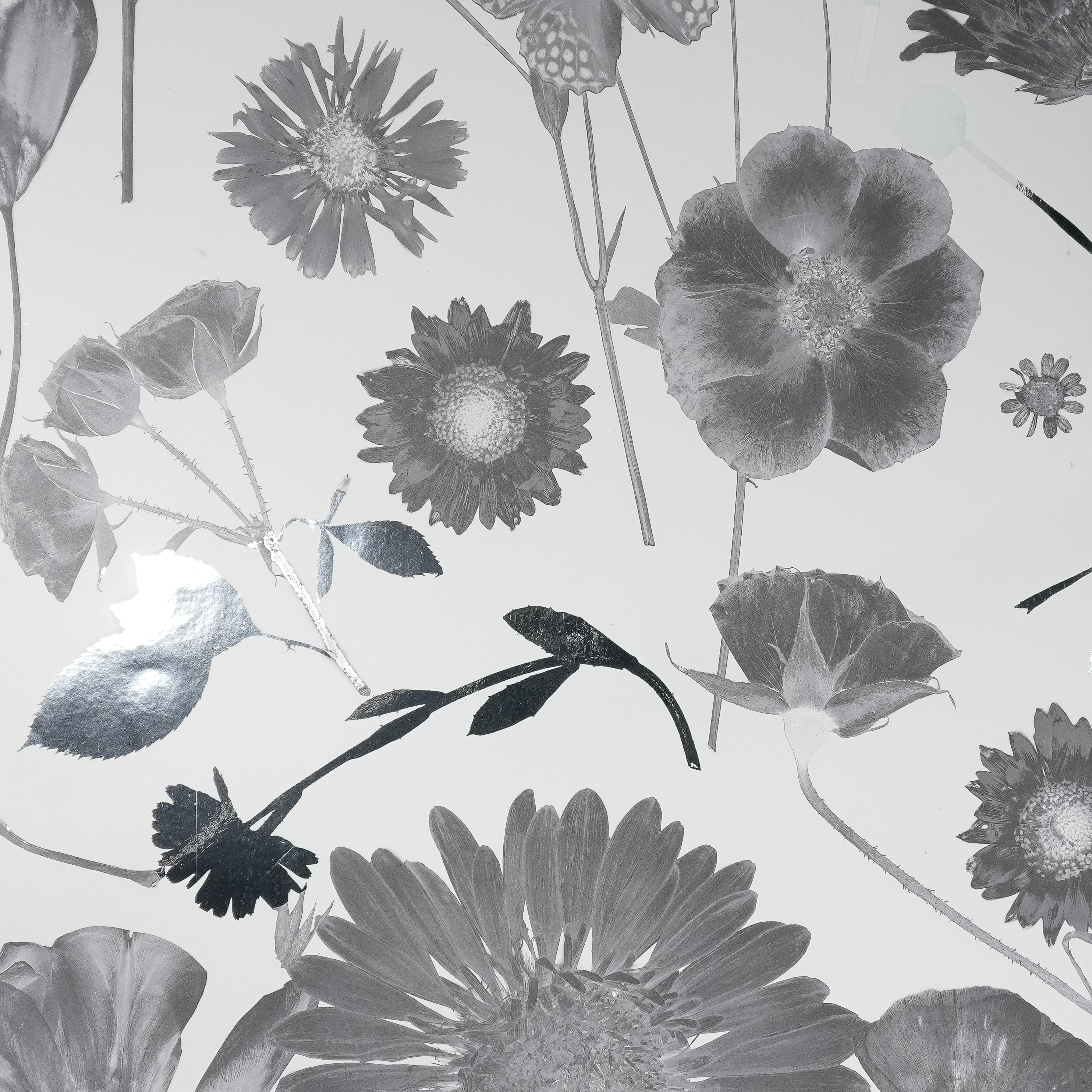 White & Silver Summer Wallpaper