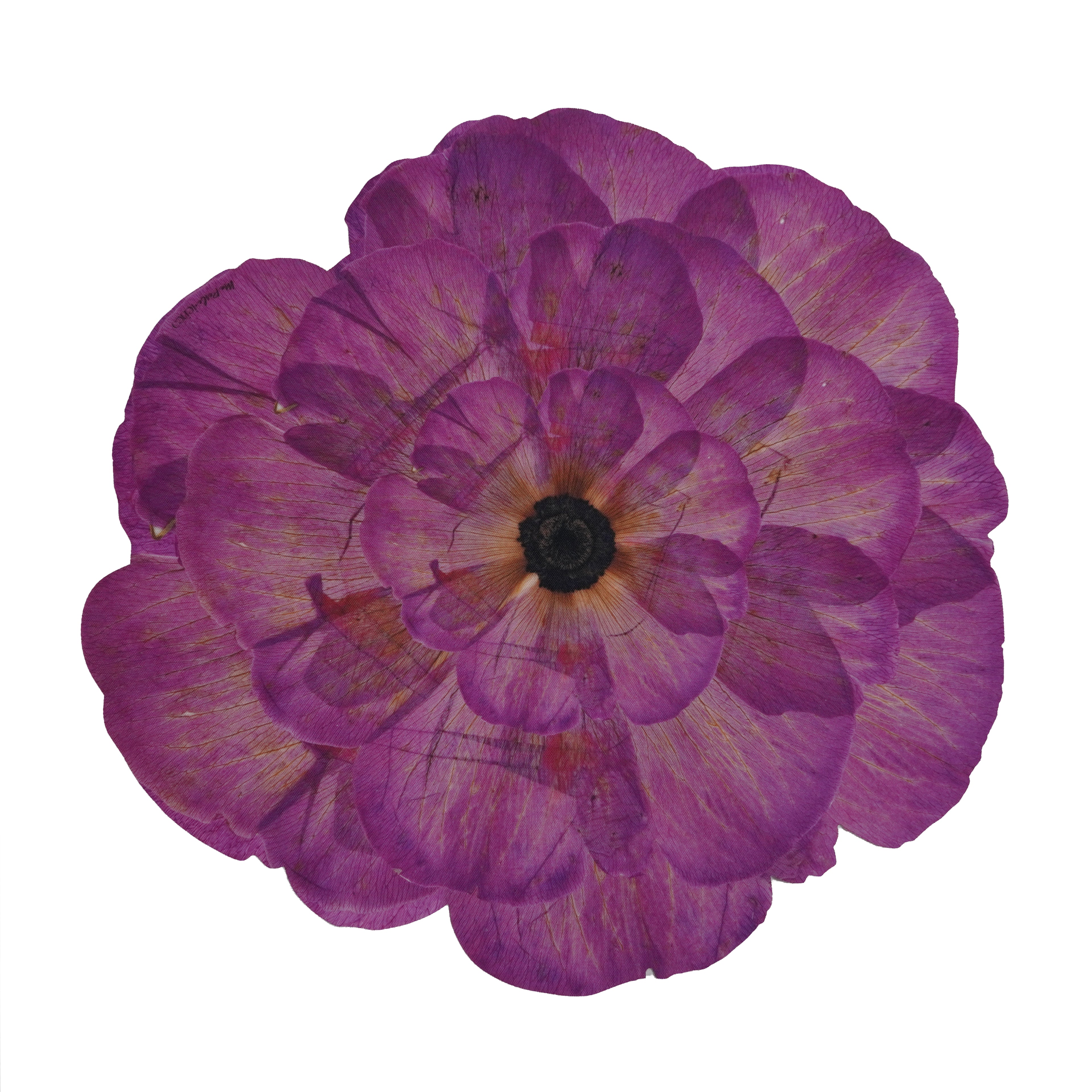 Anemone Botanical Placemat Set