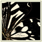 Black Butterfly