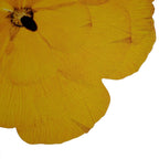 Golden Bloom Botanical Placemats