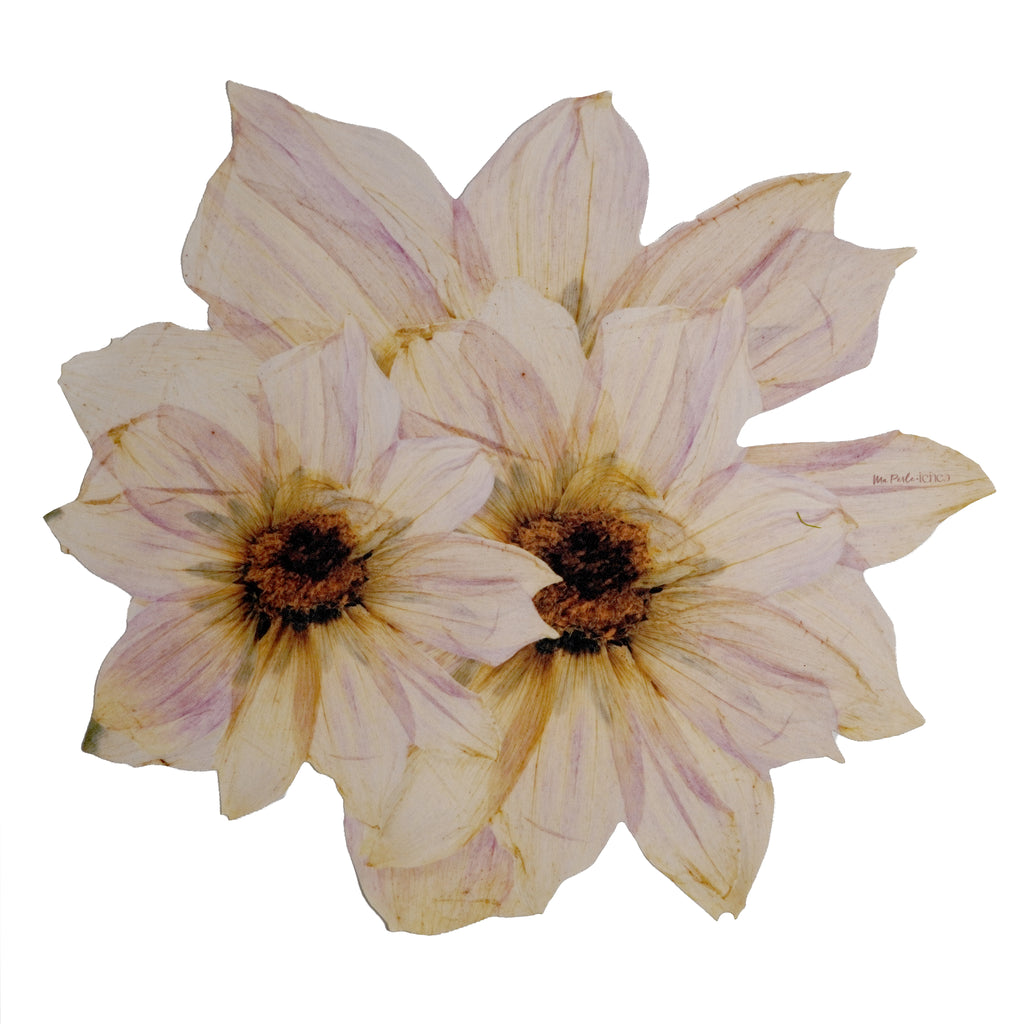 Peony Botanical Placemats
