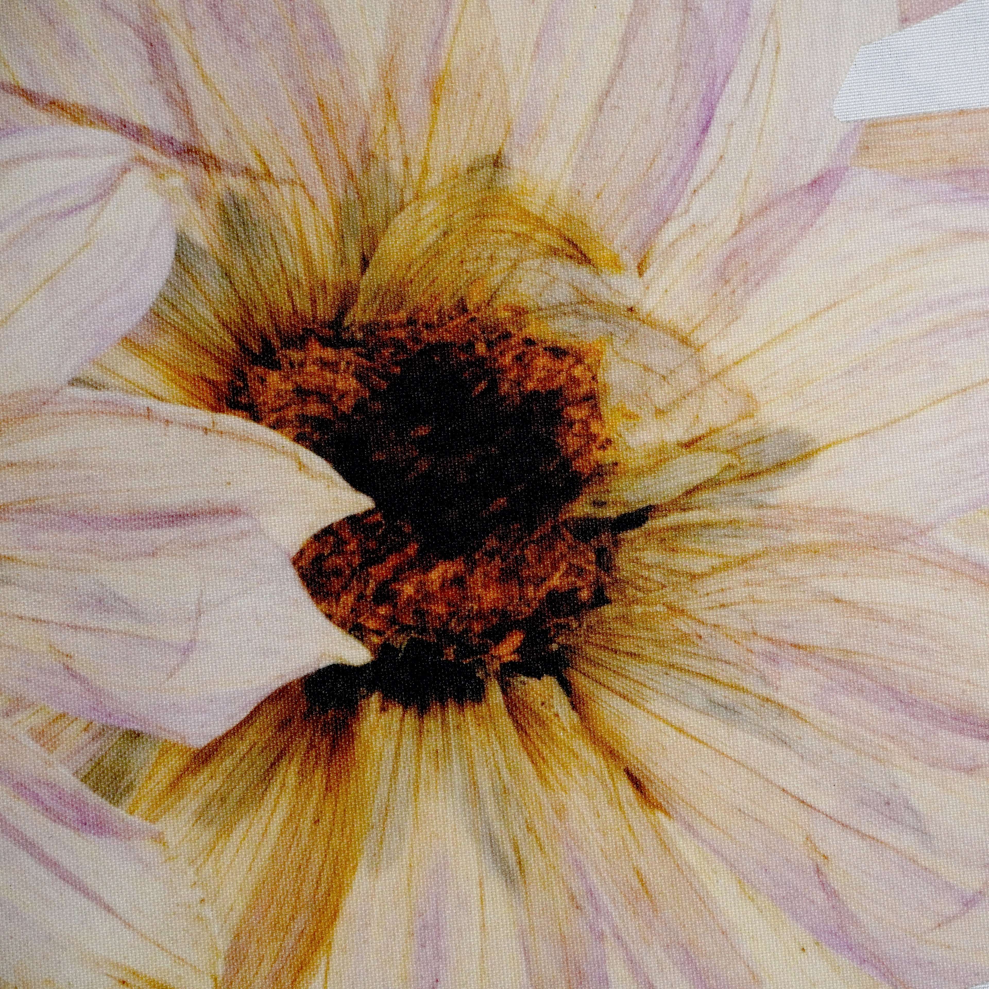Peony Botanical Placemats